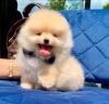 Puppies for sale USA, Alaska Pomeranian Spitz