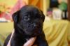 Puppies for sale Romania, Bucharest, Timisoara , Boxador