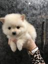 Puppies for sale USA, Ohio, cleveland Pomeranian Spitz, pomeranian