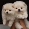Puppies for sale USA, Ohio, cleveland Pomeranian Spitz, pomeranian