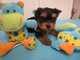Puppies for sale Finland, Rovaniemi Yorkshire Terrier