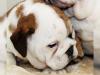 Puppies for sale United Kingdom, Bristol English Bulldog