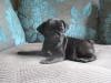 Puppies for sale France, Bourges Pug