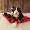 Puppies for sale Poland, Szczecin Great Swiss mountain Dog