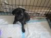 Puppies for sale Belgium, Brussels Pug