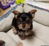 Puppies for sale Canada, Ontario Yorkshire Terrier
