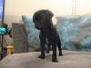 Puppies for sale Austria, Linz Pug