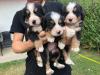 Puppies for sale Slovenia, Belgrade, Valjevo Bernese Mountain Dog
