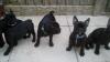 Puppies for sale Spain, Bilbao French Bulldog