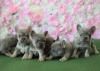 Puppies for sale Slovenia, Sarajevo French Bulldog