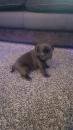 Puppies for sale Netherlands, Amsterdam Pug