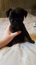 Puppies for sale Poland, Gdansk Pug