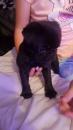 Puppies for sale Greece, Larissa Pug