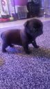Puppies for sale Sweden, Malmo Pug