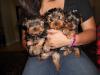 Puppies for sale USA, California, Redwood Yorkshire Terrier