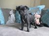 Puppies for sale Russia, Novosibirsk Pug