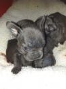 Puppies for sale Denmark, Kopenagen French Bulldog