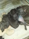 Puppies for sale Spain, Barcelona French Bulldog