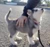 Puppies for sale Canada, Alberta Haski