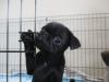 Puppies for sale Ukraine, Kiev Pug