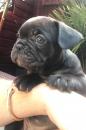 Puppies for sale Kazakhstan, Karaganda French Bulldog