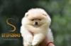 Puppies for sale Slovenia, Shabatts Pomeranian Spitz
