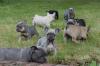Puppies for sale Cyprus, Nicosia French Bulldog