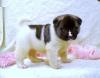 Puppies for sale Germany, Nuremberg Akita