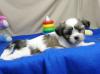 Puppies for sale Austria, Linz Shih Tzu