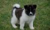 Puppies for sale Cyprus, Ayia Napa Akita