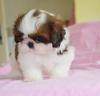 Puppies for sale Latvia, Ventspils Shih Tzu