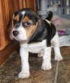 Puppies for sale Bulgaria, Sofia Beagle