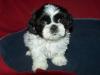 Puppies for sale Lithuania, Moletai Shih Tzu