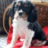 Puppies for sale Hungary, Gyor King Charles Spaniel