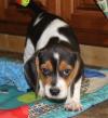 Puppies for sale Austria, Vienna Beagle