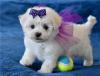 Puppies for sale Finland, Helsinki Maltese