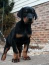 Puppies for sale Slovenia, Hvar Doberman