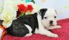 Puppies for sale Russia, Ekaterinburg English Bulldog