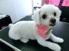 Puppies for sale Germany, Bremen Maltese