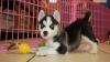 Puppies for sale USA, California Haski