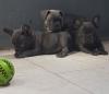 Puppies for sale Cyprus, Larnaca French Bulldog