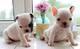 Puppies for sale Ukraine, Kiev French Bulldog