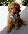 Puppies for sale Spain, Madrid Labrador