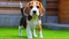 Puppies for sale Canada, Ontario, Toronto Beagle