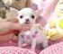 Puppies for sale Ukraine, Kirovograd French Bulldog