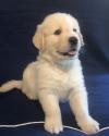Puppies for sale USA, Arizona Golden Retriever