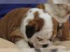 Puppies for sale Cyprus, Larnaca English Bulldog