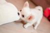 Puppies for sale Canada, Yukon Chihuahua