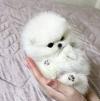 Puppies for sale Cyprus, Paphos Pomeranian Spitz