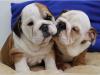 Puppies for sale Lithuania, Akmene English Bulldog